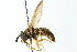  ( - CNC DIPTERA 12041)  @15 [ ] CreativeCommons - Attribution (2011) CNC/CBG Photography Group Centre for Biodiversity Genomics
