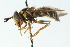  ( - CNC DIPTERA 12050)  @13 [ ] CreativeCommons - Attribution (2011) CNC/CBG Photography Group Centre for Biodiversity Genomics