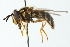  ( - CNC DIPTERA 12051)  @13 [ ] CreativeCommons - Attribution (2011) CNC/CBG Photography Group Centre for Biodiversity Genomics