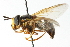  ( - CNC DIPTERA 13283)  @13 [ ] CreativeCommons - Attribution (2011) CNC/CBG Photography Group Centre for Biodiversity Genomics