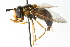  ( - CNC DIPTERA 13284)  @11 [ ] CreativeCommons - Attribution (2011) CNC/CBG Photography Group Centre for Biodiversity Genomics