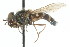  ( - CNC DIPTERA 13705)  @11 [ ] CreativeCommons - Attribution (2011) CNC/CBG Photography Group Centre for Biodiversity Genomics