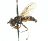  ( - CNC DIPTERA 13710)  @11 [ ] CreativeCommons - Attribution (2011) CNC/CBG Photography Group Centre for Biodiversity Genomics