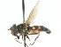  ( - CNC DIPTERA 13711)  @11 [ ] CreativeCommons - Attribution (2011) CNC/CBG Photography Group Centre for Biodiversity Genomics