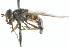  ( - CNC DIPTERA 13739)  @11 [ ] CreativeCommons - Attribution (2011) CNC/CBG Photography Group Centre for Biodiversity Genomics