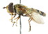  ( - CNC DIPTERA 14877)  @11 [ ] CreativeCommons - Attribution (2011) CNC/CBG Photography Group Centre for Biodiversity Genomics