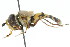  ( - CNC DIPTERA 14885)  @13 [ ] CreativeCommons - Attribution (2011) CNC/CBG Photography Group Centre for Biodiversity Genomics
