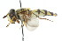  ( - CNC DIPTERA 14887)  @13 [ ] CreativeCommons - Attribution (2011) CNC/CBG Photography Group Centre for Biodiversity Genomics