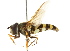  ( - CNC DIPTERA 15568)  @14 [ ] CreativeCommons - Attribution (2011) CNC/CBG Photography Group Centre for Biodiversity Genomics