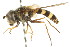 ( - CNC DIPTERA 15648)  @11 [ ] CreativeCommons - Attribution (2011) CNC/CBG Photography Group Centre for Biodiversity Genomics