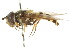  ( - CNC DIPTERA 15649)  @11 [ ] CreativeCommons - Attribution (2011) CNC/CBG Photography Group Centre for Biodiversity Genomics