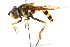  ( - CNC DIPTERA 15651)  @14 [ ] CreativeCommons - Attribution (2011) CNC/CBG Photography Group Centre for Biodiversity Genomics