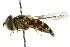  ( - CNC DIPTERA 16045)  @14 [ ] CreativeCommons - Attribution (2011) CNC/CBG Photography Group Centre for Biodiversity Genomics