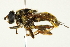  (Hadromyia - CNC DIPTERA 1624)  @15 [ ] CreativeCommons - Attribution (2011) CNC/CBG Photography Group Centre for Biodiversity Genomics