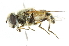  ( - CNC DIPTERA 1727)  @13 [ ] CreativeCommons - Attribution (2011) CNC/CBG Photography Group Centre for Biodiversity Genomics