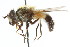  ( - CNC DIPTERA 18129)  @14 [ ] CreativeCommons - Attribution (2011) CNC/CBG Photography Group Centre for Biodiversity Genomics