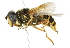  ( - CNC DIPTERA 1847)  @14 [ ] CreativeCommons - Attribution (2011) CNC/CBG Photography Group Centre for Biodiversity Genomics
