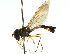  ( - CNC DIPTERA 19423)  @14 [ ] CreativeCommons - Attribution (2011) CNC/CBG Photography Group Centre for Biodiversity Genomics