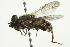  ( - CNC DIPTERA 1985)  @11 [ ] CreativeCommons - Attribution (2011) CNC/CBG Photography Group Centre for Biodiversity Genomics
