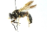  ( - CNC DIPTERA 199)  @13 [ ] CreativeCommons - Attribution (2011) CNC/CBG Photography Group Centre for Biodiversity Genomics