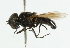  ( - CNC DIPTERA 20)  @12 [ ] CreativeCommons - Attribution (2011) CNC/CBG Photography Group Centre for Biodiversity Genomics