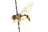  ( - CNC DIPTERA 20002)  @13 [ ] CreativeCommons - Attribution (2011) CNC/CBG Photography Group Centre for Biodiversity Genomics