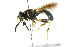  ( - CNC DIPTERA 205)  @14 [ ] CreativeCommons - Attribution (2011) CNC/CBG Photography Group Centre for Biodiversity Genomics