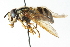  ( - CNC DIPTERA 20663)  @11 [ ] CreativeCommons - Attribution (2011) CNC/CBG Photography Group Centre for Biodiversity Genomics