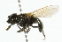  ( - CNC DIPTERA 21)  @13 [ ] CreativeCommons - Attribution (2011) CNC/CBG Photography Group Centre for Biodiversity Genomics