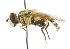  ( - CNC DIPTERA 2186)  @13 [ ] CreativeCommons - Attribution (2011) CNC/CBG Photography Group Centre for Biodiversity Genomics