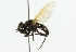  ( - CNC DIPTERA 22)  @13 [ ] CreativeCommons - Attribution (2011) CNC/CBG Photography Group Centre for Biodiversity Genomics