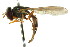  ( - CNC DIPTERA 2329)  @13 [ ] CreativeCommons - Attribution (2011) CNC/CBG Photography Group Centre for Biodiversity Genomics