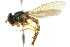  ( - CNC DIPTERA 2327)  @13 [ ] CreativeCommons - Attribution (2011) CNC/CBG Photography Group Centre for Biodiversity Genomics