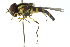  ( - CNC DIPTERA 2332)  @14 [ ] CreativeCommons - Attribution (2011) CNC/CBG Photography Group Centre for Biodiversity Genomics