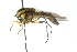  ( - CNC DIPTERA 2333)  @12 [ ] CreativeCommons - Attribution (2011) CNC/CBG Photography Group Centre for Biodiversity Genomics