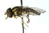  ( - CNC DIPTERA 2396)  @13 [ ] CreativeCommons - Attribution (2011) CNC/CBG Photography Group Centre for Biodiversity Genomics