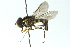  ( - CNC DIPTERA 2397)  @13 [ ] CreativeCommons - Attribution (2011) CNC/CBG Photography Group Centre for Biodiversity Genomics