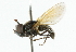  ( - CNC DIPTERA 24)  @13 [ ] CreativeCommons - Attribution (2011) CNC/CBG Photography Group Centre for Biodiversity Genomics