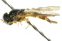 ( - CNC DIPTERA 2414)  @12 [ ] CreativeCommons - Attribution (2011) CNC/CBG Photography Group Centre for Biodiversity Genomics