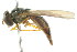  ( - CNC DIPTERA 2435)  @12 [ ] CreativeCommons - Attribution (2011) CNC/CBG Photography Group Centre for Biodiversity Genomics
