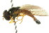 ( - CNC DIPTERA 2436)  @13 [ ] CreativeCommons - Attribution (2011) CNC/CBG Photography Group Centre for Biodiversity Genomics