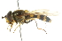  ( - CNC DIPTERA 26348)  @11 [ ] CreativeCommons - Attribution (2011) CNC/CBG Photography Group Centre for Biodiversity Genomics