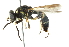 ( - CNC DIPTERA 29)  @11 [ ] CreativeCommons - Attribution (2011) CNC/CBG Photography Group Centre for Biodiversity Genomics