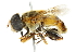  ( - CNC DIPTERA 2943)  @14 [ ] CreativeCommons - Attribution (2011) CNC/CBG Photography Group Centre for Biodiversity Genomics