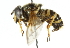  ( - CNC DIPTERA 29581)  @14 [ ] CreativeCommons - Attribution (2011) CNC/CBG Photography Group Centre for Biodiversity Genomics