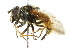  ( - CNC DIPTERA 29586)  @14 [ ] CreativeCommons - Attribution (2011) CNC/CBG Photography Group Centre for Biodiversity Genomics