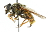  ( - CNC DIPTERA 29590)  @15 [ ] CreativeCommons - Attribution (2011) CNC/CBG Photography Group Centre for Biodiversity Genomics