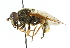  ( - CNC DIPTERA 29600)  @13 [ ] CreativeCommons - Attribution (2011) CNC/CBG Photography Group Centre for Biodiversity Genomics