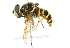  ( - CNC DIPTERA 29688)  @13 [ ] CreativeCommons - Attribution (2011) CNC/CBG Photography Group Centre for Biodiversity Genomics