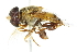  ( - CNC DIPTERA 2977)  @14 [ ] CreativeCommons - Attribution (2011) CNC/CBG Photography Group Centre for Biodiversity Genomics